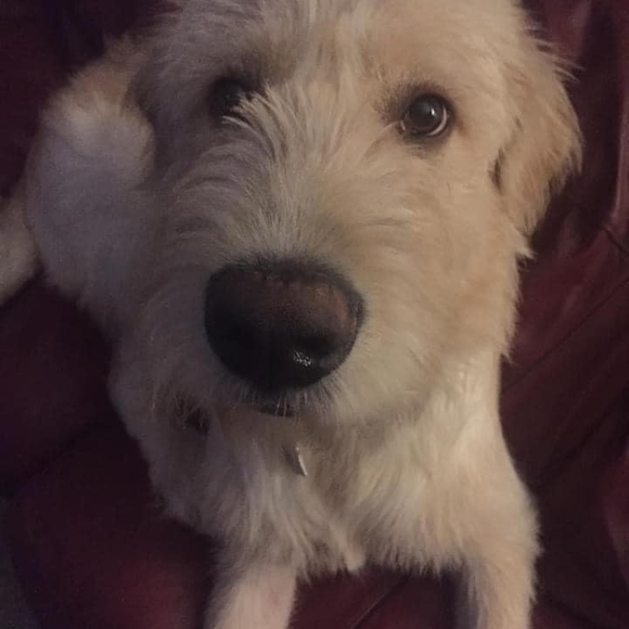 Meet your Posher, Randy - Picture 1 of 1